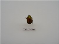 藏品(黃豔金龜)的圖片